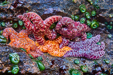 Obraz premium Starfish and Anemones in Tidal Pool Close-Up