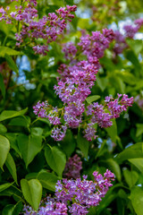 purple lilac on the street. A gentle spring background. Spring May flowers.