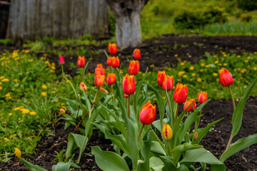 Red and yellow tulips on a background of green leaves. Sunny floral background with beautiful tulips.