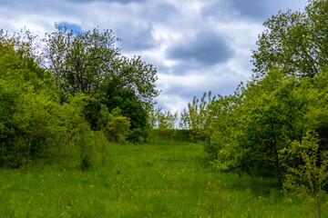 Rural places against a cloudy sky. A rustic landscape. Spring juicy foliage greens. Blue sky.