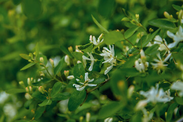 Small white flowers on a background of green leaves. floral background. A beautiful garden plant.