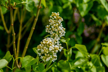 Inflorescences of white lilac on a green background. in nature, the flowers are large and white. the natural background.