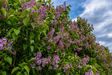 purple lilac on the street. A gentle spring background. Spring May flowers.