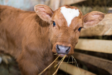 Young calf eats hay in the barn. Cute calf looks into the object. Young cow standing in the barn eating hay. Calf. © Olha Semeniv