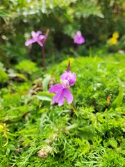flower in the mountain