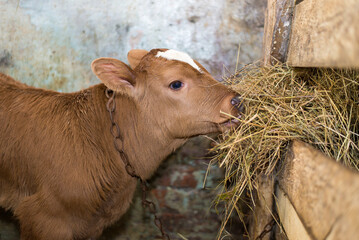 Young calf eats hay in the barn. Cute calf looks into the object. Young cow standing in the barn...