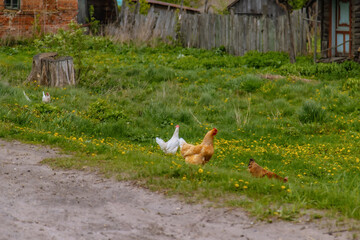 Chickens and roosters in nature, free range, raising animals without hormones. Agricultural industry. Animal husbandry.