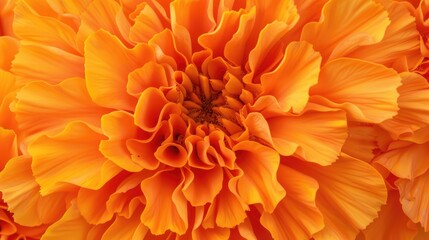 Macro shot of orange marigold bloom