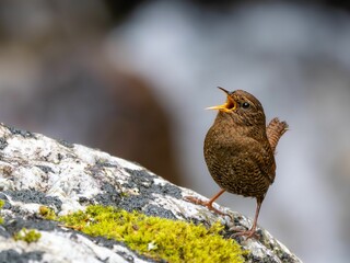森の中の水場の岩の上でさえずっているミソサザイ