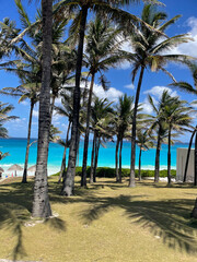 Beach with palms