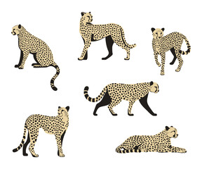 Gepard. Kolekcja 6 dzikich kotów. Ilustracja wektorowa. © Monika