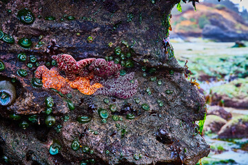 Colorful Sea Stars and Anemones Close-Up at Low Tide