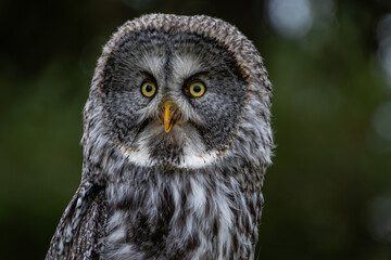 Great Grey Owl looking alert