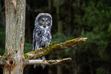 Great Grey Own perched on mossy dead tree branch