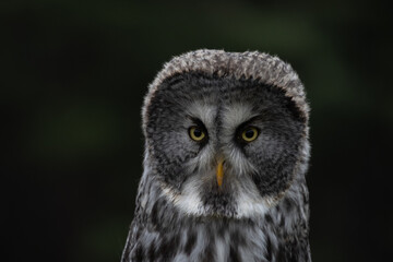 Staring gaze of the Great Grey Owl