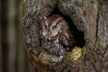 Small Screech owl in tree winking red phase
