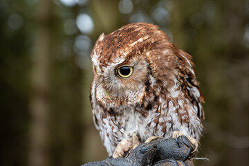 Screech Owl Red Phase Perched on Glove