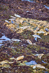 Seals Lounging on Rocky Shoreline at Yaquina Head Lighthouse Aerial View