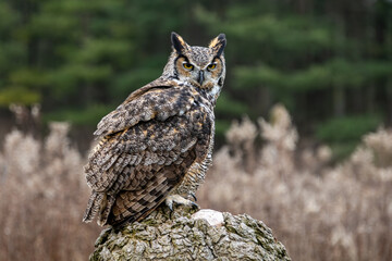 Obraz premium Great Horned Owl Perched on Stump in Front of Forest