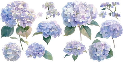 hydrangea watercolor clipart