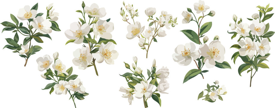 jasmine watercolor clipart	
