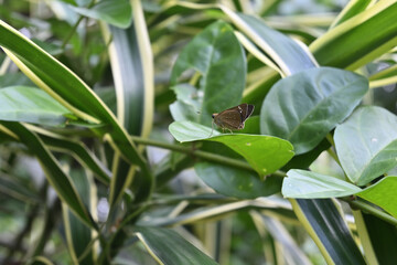 A resting conjoined swift butterfly is sitting on top of a leaf top