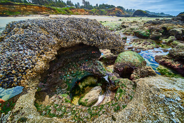 Barnacle-Covered Rock and Tide Pool in Rugged Coastal Landscape Low Angle