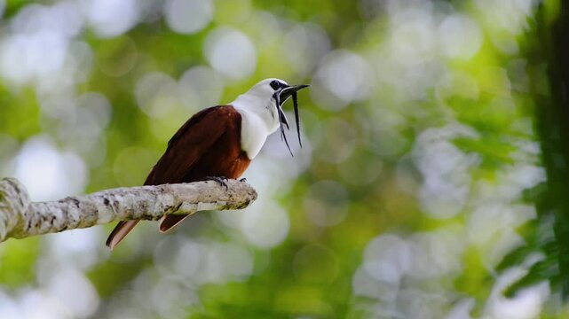 Three-wattled bellbird