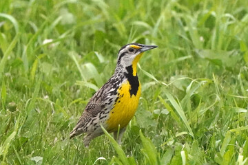Meadowlark in deep grass