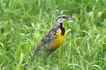Meadowlark in deep grass