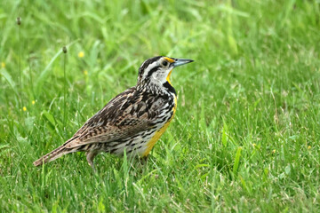 Meadowlark in deep grass