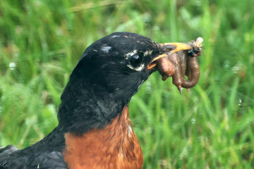 Robin with food in beak for chicks