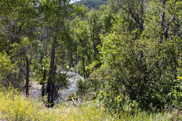 Dolores River flows through a forest along a scenic drive in the San Juan Mountains north of Dolores, Colorado