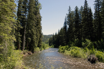 The Dolores River flows  through a forest in Colorado in springtime