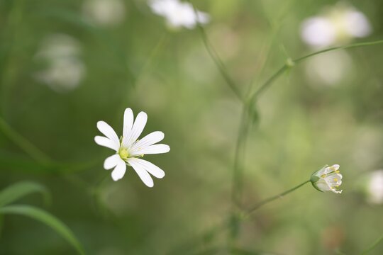 Greater stitchwort (Rabelera holostea), close-up of flower, Velbert, North Rhine-Westphalia, Germany, Europe