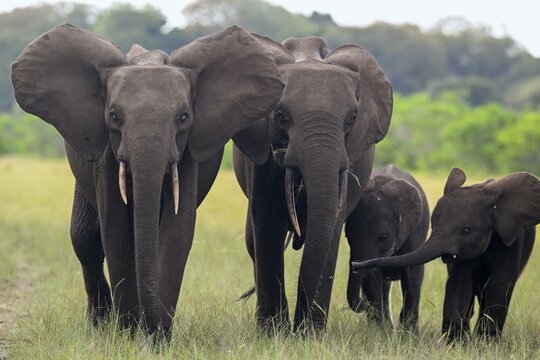 African forest elephants (Loxodonta cyclotis) in a clearing in Loango National Park, Parc National de Loango, Ogoou&eacute;-Maritime Province, Gabon, Africa