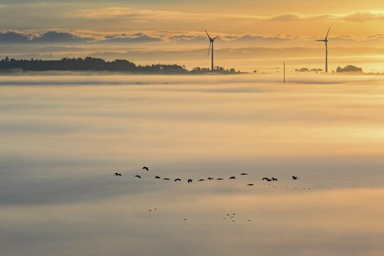 Scenic view at a wind turbines rising out of the morning fog and a flock of cranes flying above the fog in silhouettes