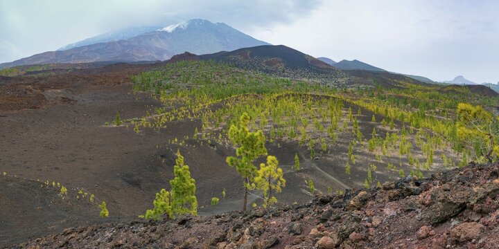 Canary Island pines (Pinus canariensis), Mirador de Chio, Teide National Park, Tenerife, Canary Islands, Spain, Europe
