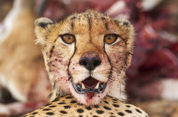 Cheetah (Acinonyx jubatus), female, animal portrait with bluddy mouth, Kalahari Desert, Kgalagadi Transfrontier Park, South Africa, Africa