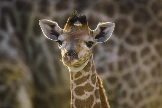 Angolan Giraffe (Giraffa camelopardalis angolensis), young animal, animal portrait, Moremi Wildlife Reserve, Ngamiland, Botswana, Africa