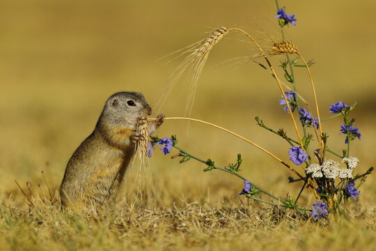 European Suslik (Spermophilus citellus) feeding a barley ferry, National Park Lake Neusiedl, Burgenland, Austria, Europe
