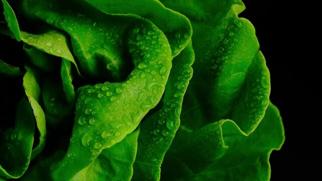 green salad with water droplets close-up