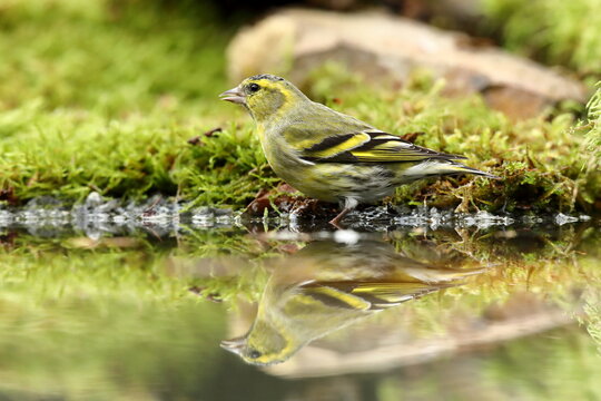 Eurasian siskin (Carduelis spinus), male, drinking water at a birdbath, Siegerland, North Rhine-Westphalia, Germany, Europe