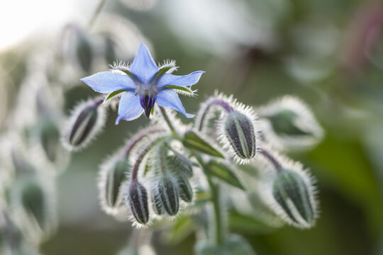 Flowering Borage (Borago officinalis), Hesse, Germany, Europe