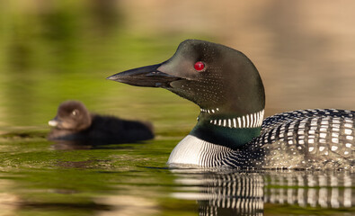 Common loon with a chick at sunrise in Maine © Harry Collins