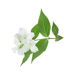 Branch of jasmine flowers and leaves isolated on white