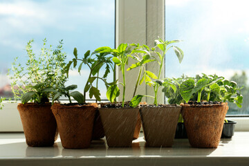 Sprinkling many different seedlings in pots on window sill, closeup