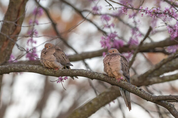 Pair of mourning doves perched in a tree.