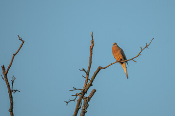 Closeup of a mourning dove perched on a branch.