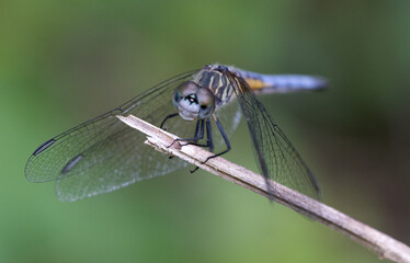 dragonfly on a branch